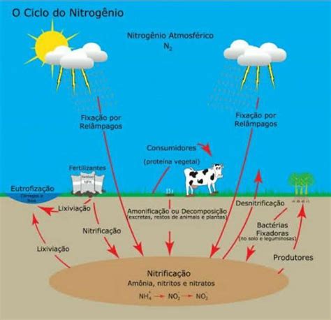 a queima de combustíveis fósseis e o uso de fertilizantes sintéticos alteram o ciclo do nitrogênio